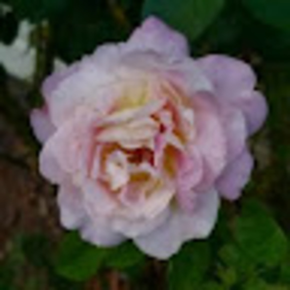 Profile Picture of Bella Daniel (@bellagame1) on Poshmark