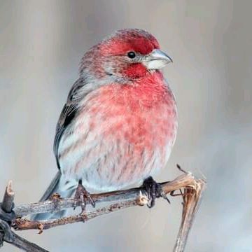 Profile Picture of ervinfinch (@ervinfinch) on Tiktok