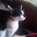 Profile Picture of Tadeusz Wilk (@dzikus_tadeusz) on Instagram