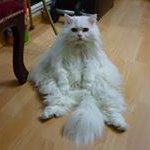 Profile Picture of Florence Lai (@florencelai9260) on Instagram