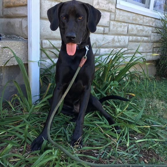 Profile Picture of Brianna Moncelsi (@briannamoncelsi) on Poshmark