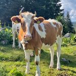 Profile Picture of Dangers of a Plant-Based Diet (@the.crystal.crab) on Instagram