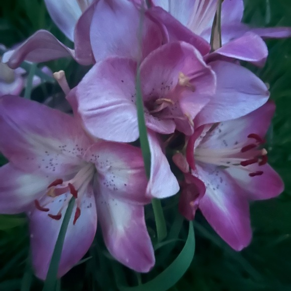 Profile Picture of Jedyne Lacy (@jedynelacy) on Poshmark