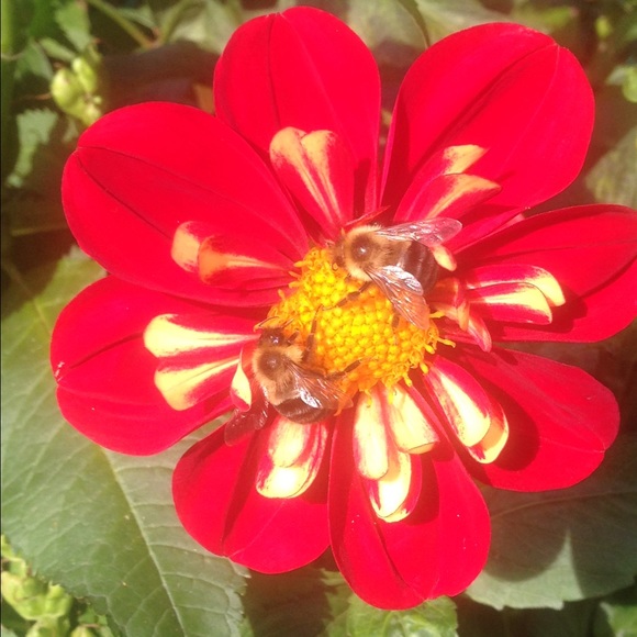 Profile Picture of Sonya Kalajian (@sonyakal) on Poshmark