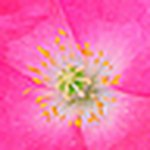 Profile Picture of Poppy  Thomas-hill (@pink poppy photography) on Flickr