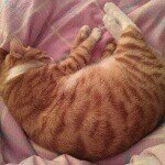 Profile Picture of Adam (@daningv) on Instagram