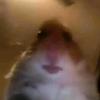 Profile Picture of join the hamster cult (@@_jamariandrews12) on Tiktok