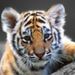 Profile Picture of CRYSTAL CARRON (@ccarron28) on Pinterest