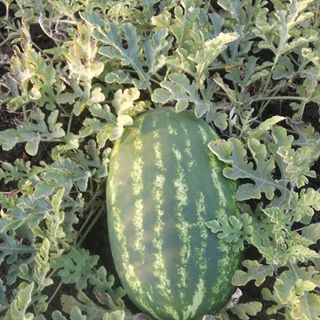 Profile Picture of Adile Draze (@adile.draze) on Facebook