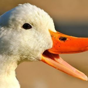 Profile Picture of Spamming Mythical Chef Josh With Ducks (@FakeJosh3) on Twitter