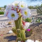 Profile Picture of Eriberto Castillo (@eriberto.castillo.315213) on Facebook