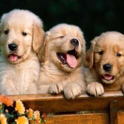 Profile Picture of Vanessa Michael (@VanessaMike84) on Twitter