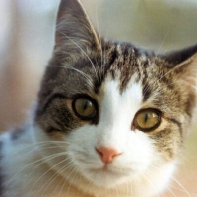 Profile Picture of John Brack (@JohnIAUX) on Twitter