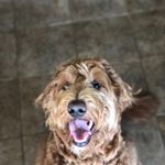 Profile Picture of Ryan Budreau (@raction1975) on Instagram