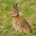 Profile Picture of Irish Hare (@irishhare) on Pinterest