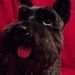 Profile Picture of Beverly Wilder (@dumplindoll) on Pinterest