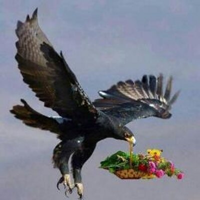 Profile Picture of Ayaz Mahmood (@ayazmahmood16) on Twitter