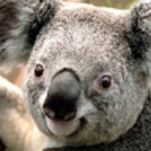 Profile Picture of Beth Kabbash (@bquez2018) on Poshmark