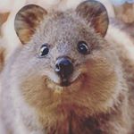 Profile Picture of Anibal Orellana (@anibalkiel_9) on Instagram