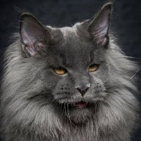 Profile Picture of Thomas von Sloochy (@benceszlucska) on Pinterest