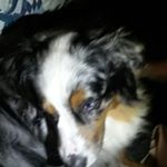 Profile Picture of chris ohalloran (@boomer_dogo.page) on Instagram