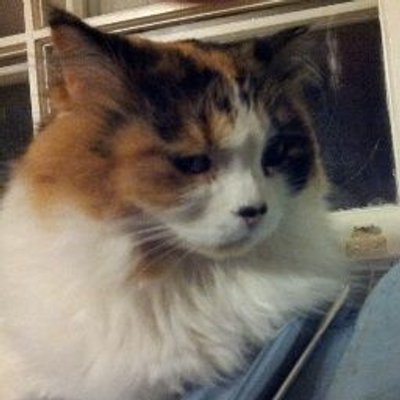 Profile Picture of Tom Cottingham (@CottinghamTom) on Twitter