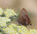 Profile Picture of Callophrys mossiion Wikipedia