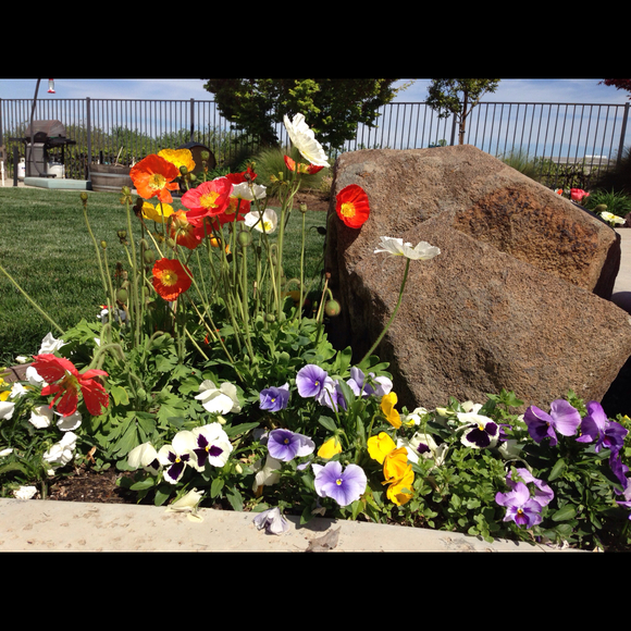 Dana Mankin - Poshmark Profile Picture of Dana Mankin (@mankinrnc) on Poshmark