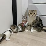 Profile Picture of Munchies/Marshall/MaewTuan (@marshall_memecat) on Instagram