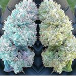 Profile Picture of Scottish Blias (@scottish_blias1) on Instagram