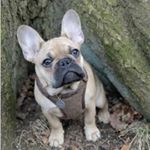 Profile Picture of Milo Heavens Ralph (@milo_frenchie_dog) on Instagram