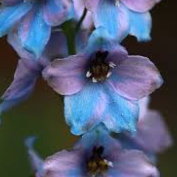 Profile Picture of Cheryl Demumbrum (@cbrum87) on Poshmark