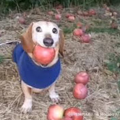 Profile Picture of Sobaka (@Sobaka777-u6e) on Youtube