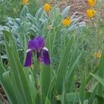 Profile Picture of Edward R (@laurel_canyon_garden_design) on Instagram