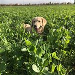 Profile Picture of Travis_the_Goldenretriever_ (@travis_the_golden) on Instagram