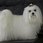 Profile Picture of Main Account @sherry_paradise (@sherrybackupaccount_44) on Instagram