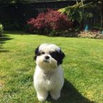 Profile Picture of Alfonzo James Watt (@alfonzojameswatt) on Instagram