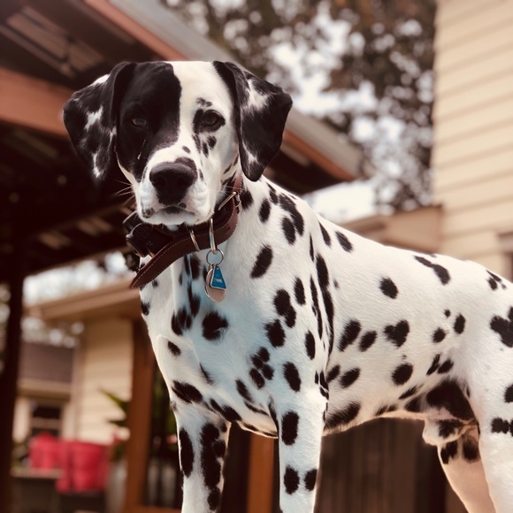 Vanessa Wodrich - Poshmark Profile Picture of Vanessa Wodrich (@ness21a) on Poshmark