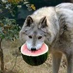 Profile Picture of joe benefield (@bigjoebenefield) on Instagram