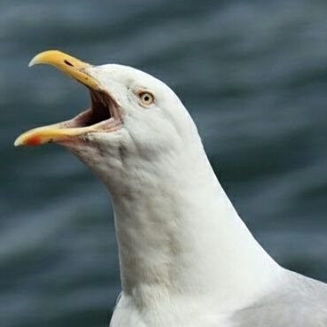 Profile Picture of Joshua Loy (@SoneKing45) on Twitter