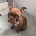 Profile Picture of Tom Corley (@tom__corley) on Instagram