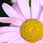 Profile Picture of Mandy Johnson (@mandee_sha) on Flickr