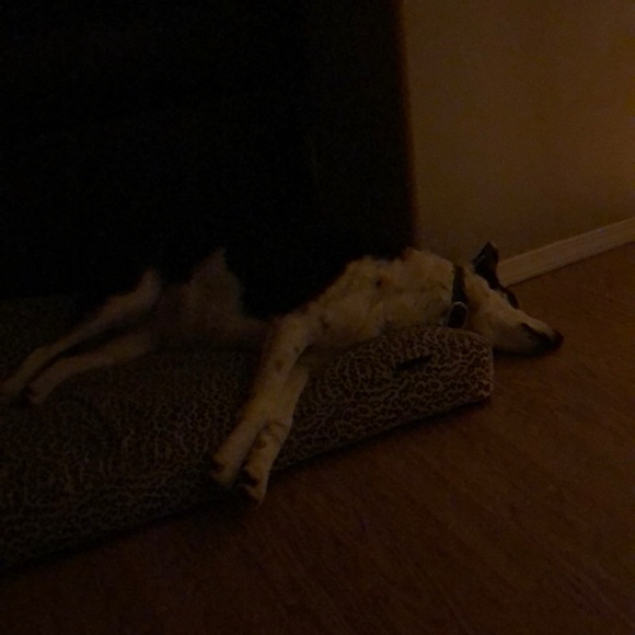 Profile Picture of Dalene Leneve (@betdash) on Poshmark