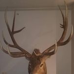 Profile Picture of Scott Strouse (@scott_strouse) on Instagram