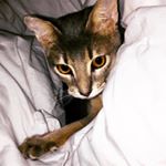 Profile Picture of Iris/Shaw (@illris_) on Instagram