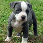 ANDREW - Instagram Profile Picture of ANDREW (@andrew_artuso_06) on Instagram