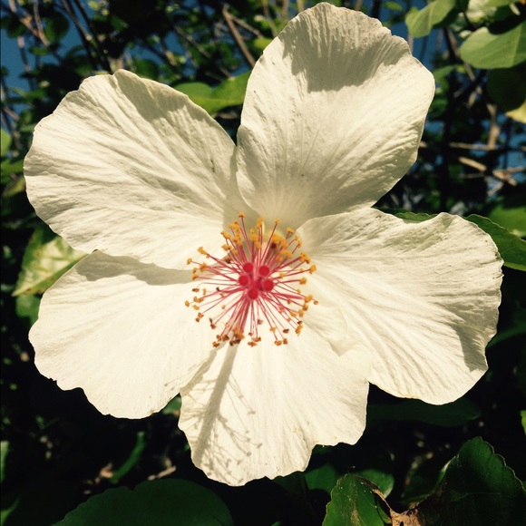 Profile Picture of Jacqueline Dawson (@lineara1) on Poshmark