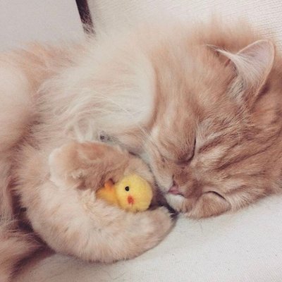 Profile Picture of Aaron Melamed (@AaronMelamed1) on Twitter