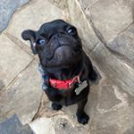 Profile Picture of Phineas Carl Robinson (@phineasthepuggy) on Instagram