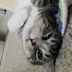 Profile Picture of Alex Ying (@alexying.pics) on Instagram